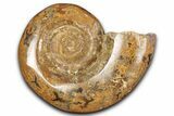 Jurassic Ammonite (Hemilytoceras) Fossil - Madagascar #349146-1